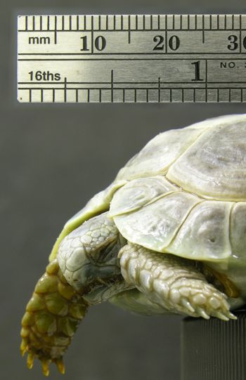 Media type: image; Herpetology R-5081